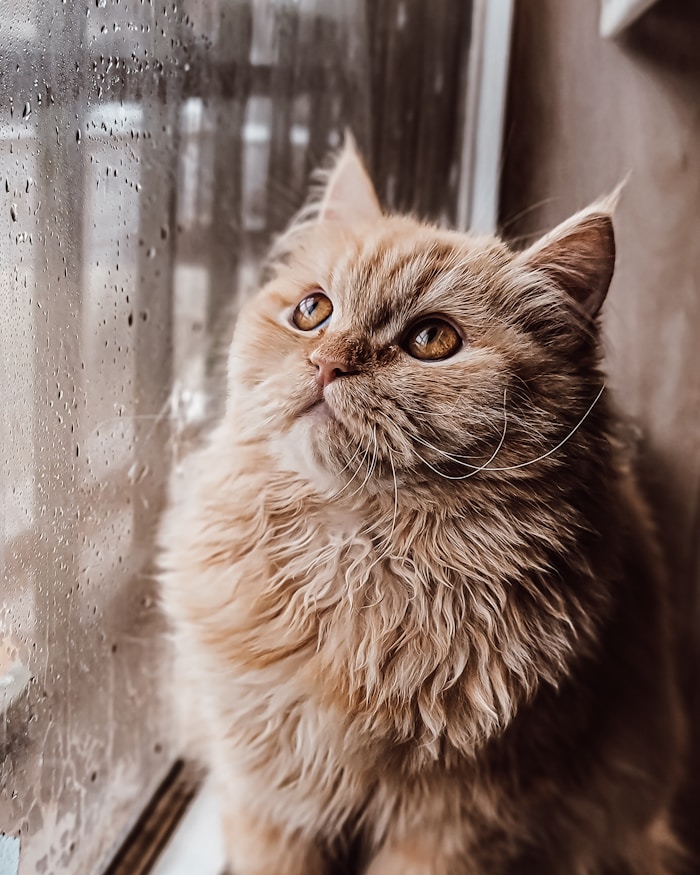 Maine Coon cat sitting on a sunlit windowsill looking over a garden