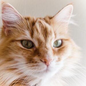 Cosimo