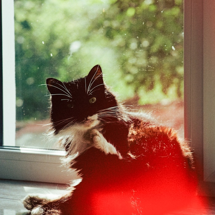 Black and white cat sitting on a windowsill in soft light