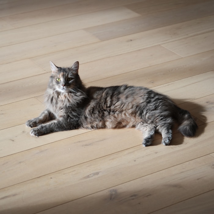Long-haired Maine Coon resting on a warm wooden floor