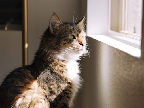 Maine Coon cat near a sunlit window