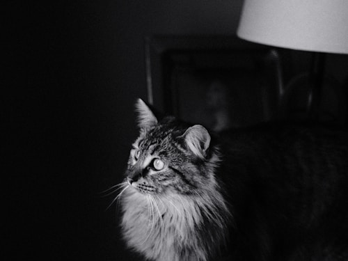 Fluffy Maine Coon cat near a lamp in warm light