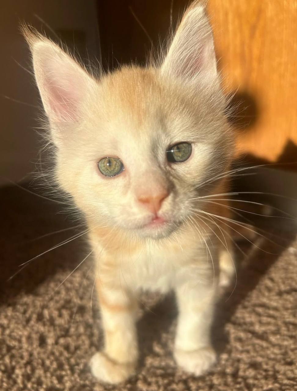 Beretta, cream Maine Coon kitten, photo 1