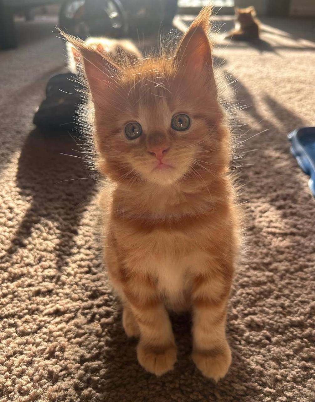 Chester, red Maine Coon kitten, photo 1