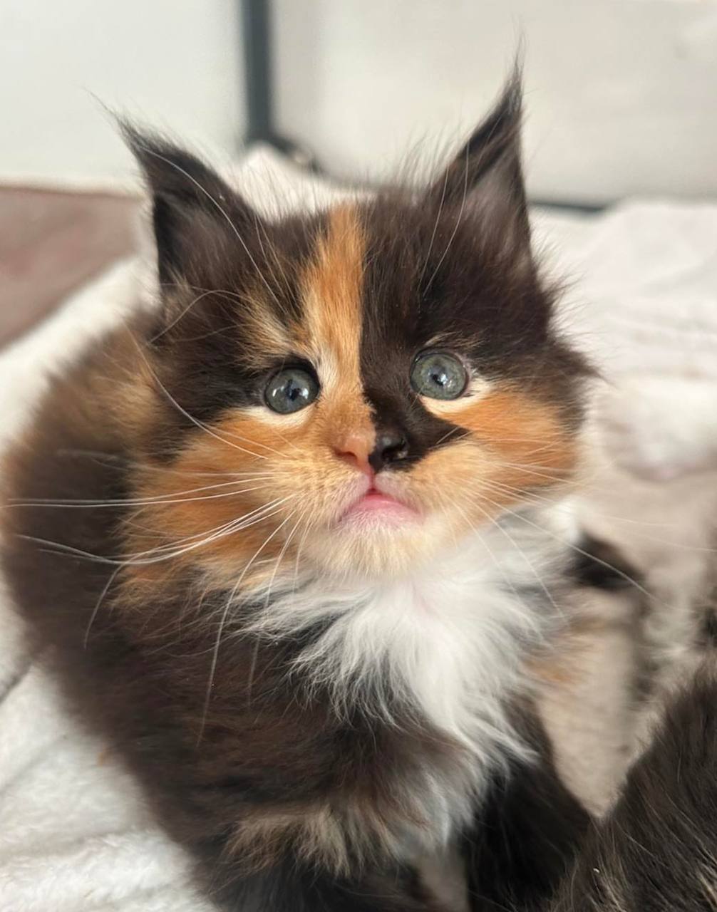 Diana, tortie-and-white Maine Coon kitten, photo 1