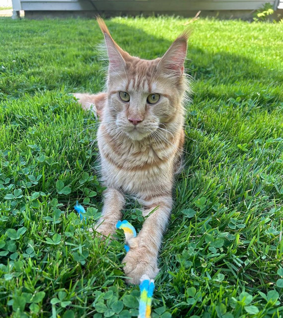 Jeff, Maine Coon stud and sire of the Sunfire litter
