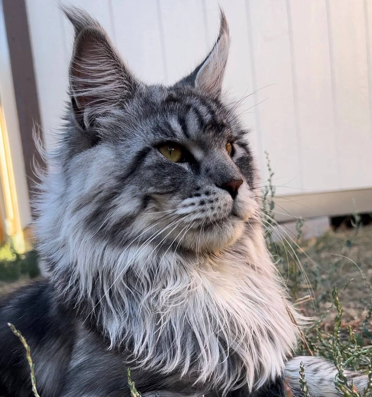 Odin, silver Maine Coon stud, photo 1