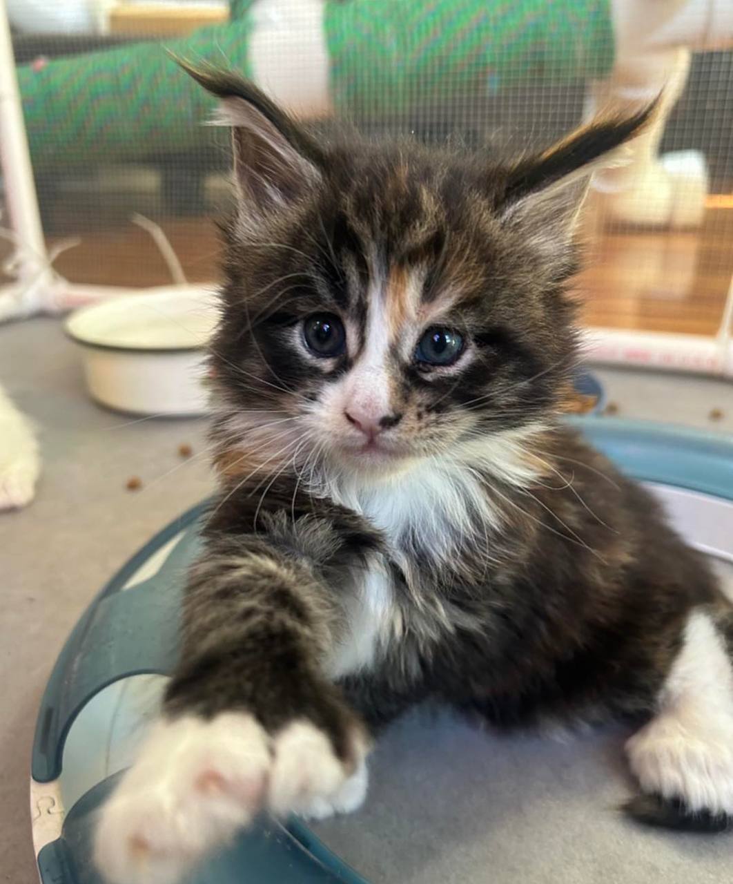 Rain, tortie tabby-and-white Maine Coon kitten, photo 1