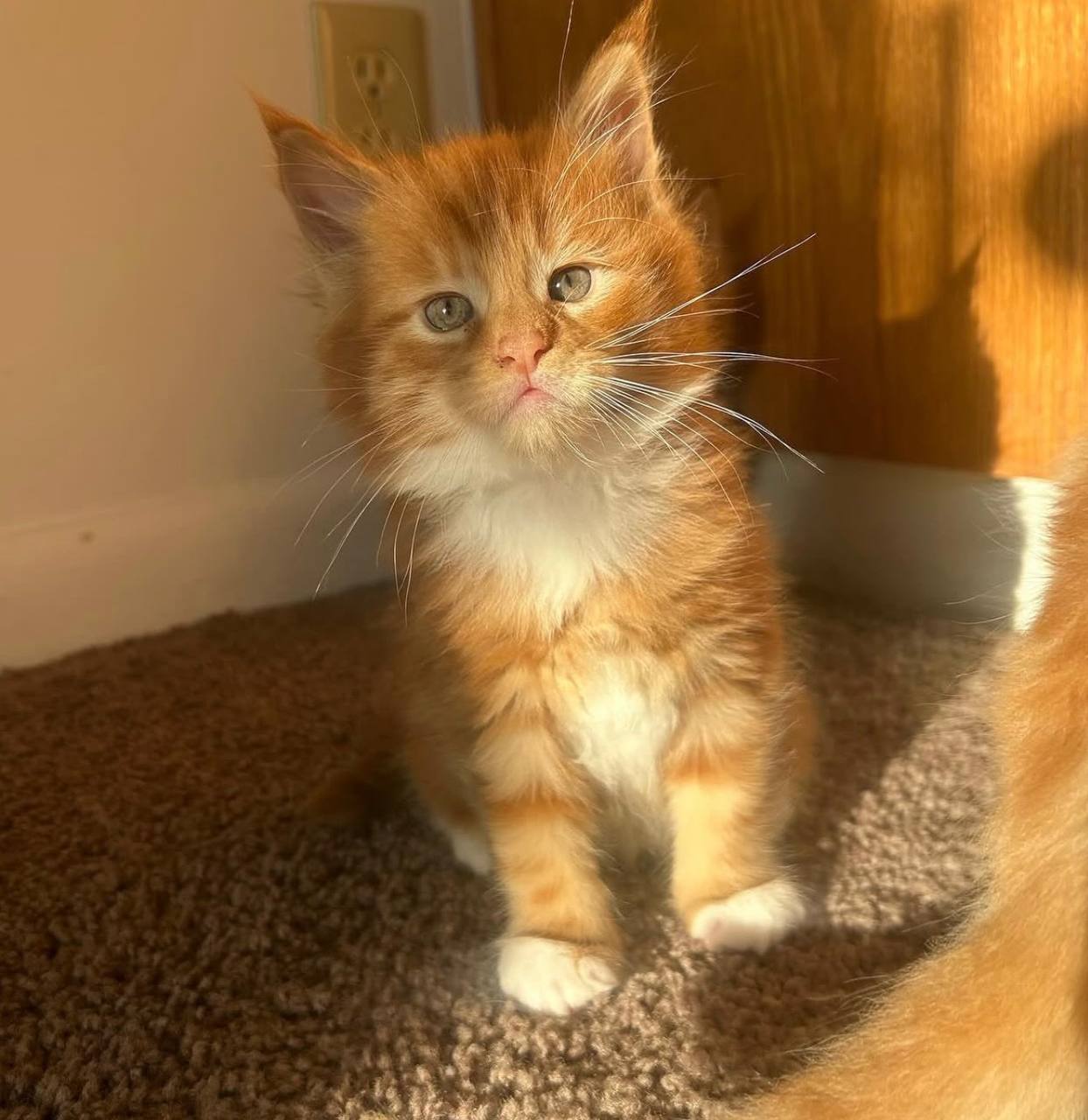 Samba, red-and-white Maine Coon kitten, photo 1