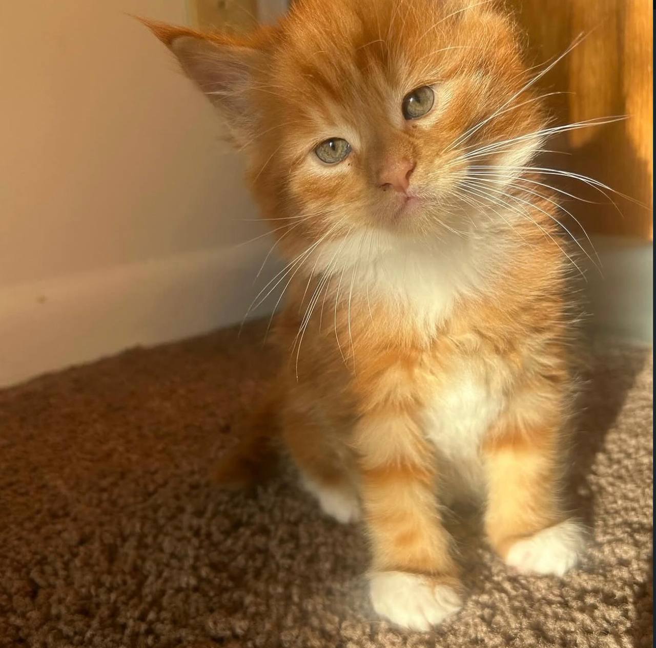 Samba, red-and-white Maine Coon kitten, photo 2