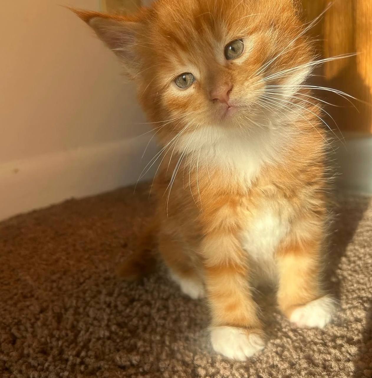 Samba, red-and-white Maine Coon kitten, photo 3