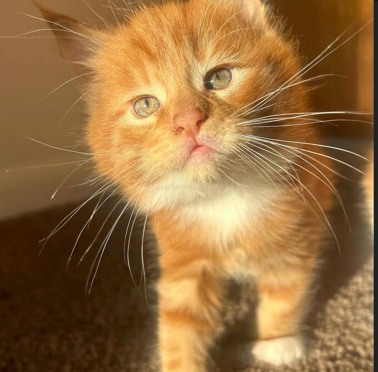 Samba, red-and-white Maine Coon kitten, photo 4