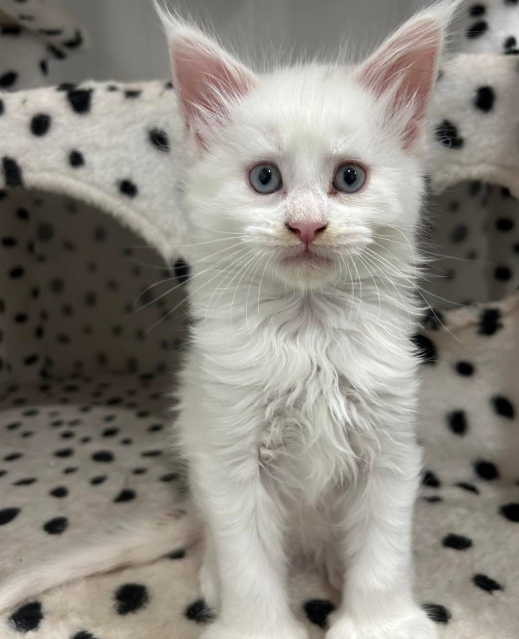 Sky, white Maine Coon kitten, photo 1