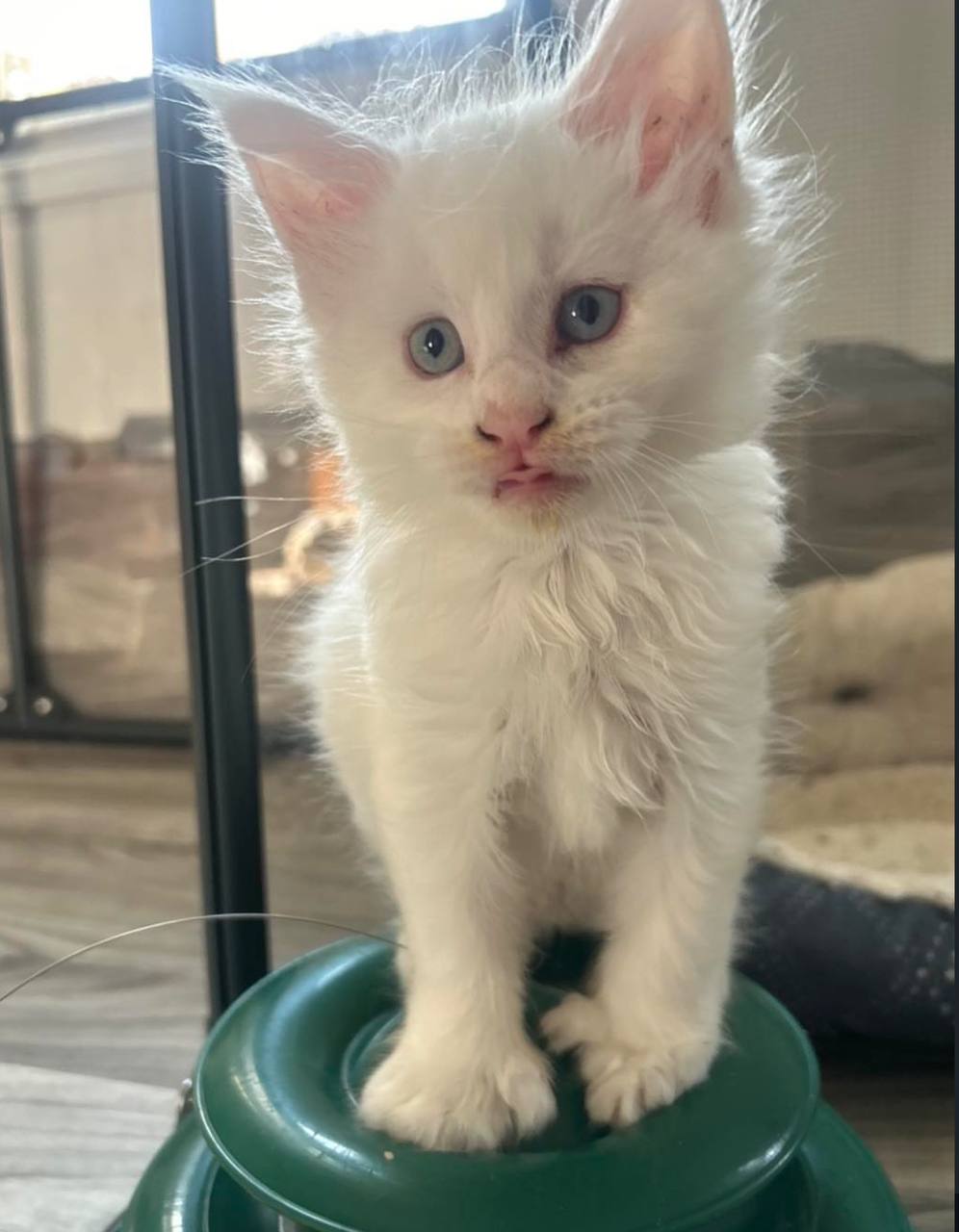 Snow, white Maine Coon kitten, photo 1