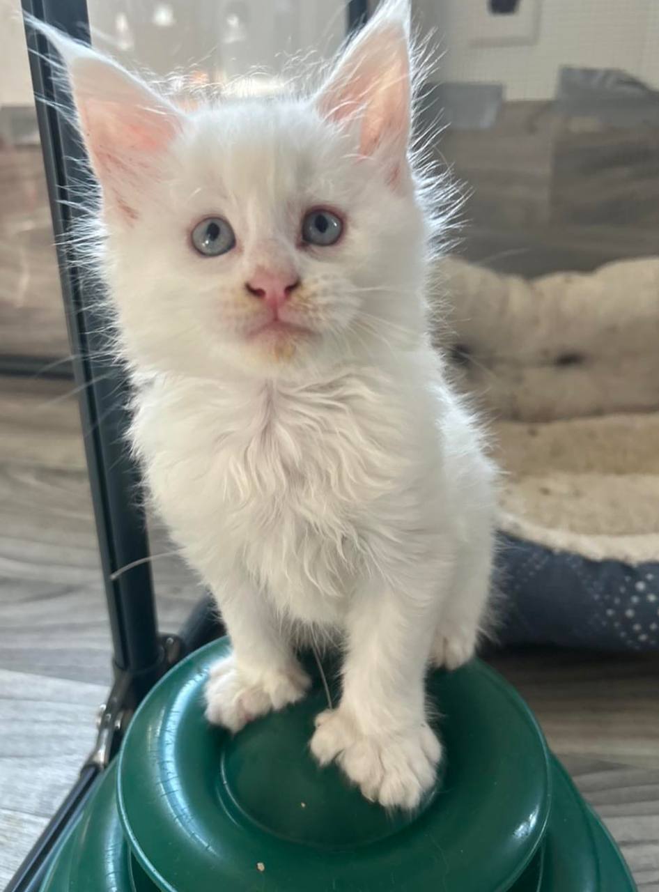 Snow, white Maine Coon kitten, photo 2