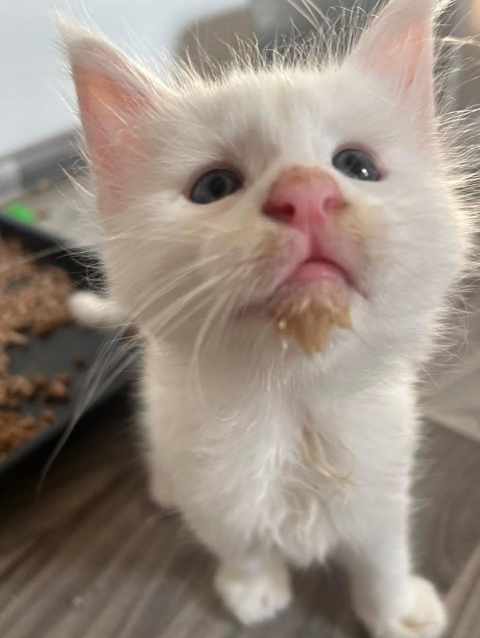 Snow, white Maine Coon kitten, photo 3