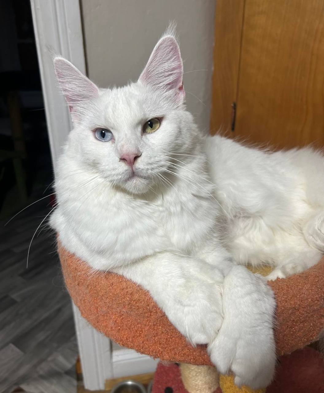 Sophia, white Maine Coon queen and dam of the Starlight litter