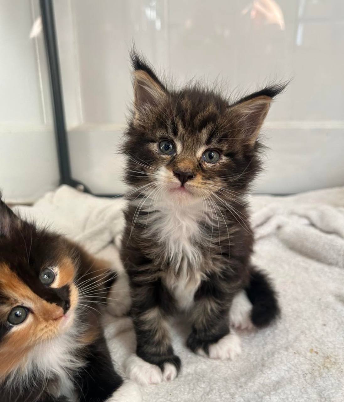 Toby, brown tabby-and-white Maine Coon kitten, photo 1