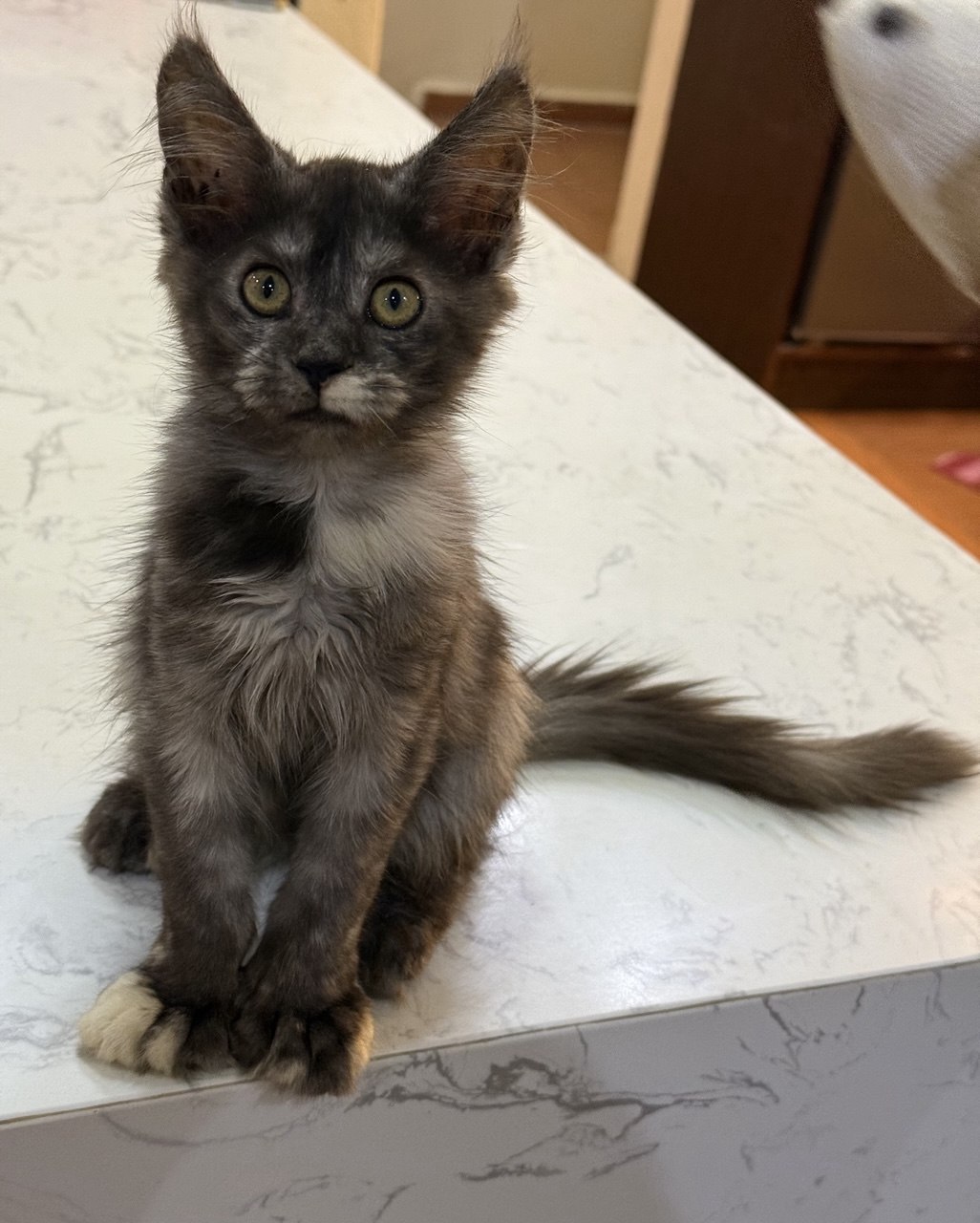 Shark, male blue smoke Maine Coon kitten