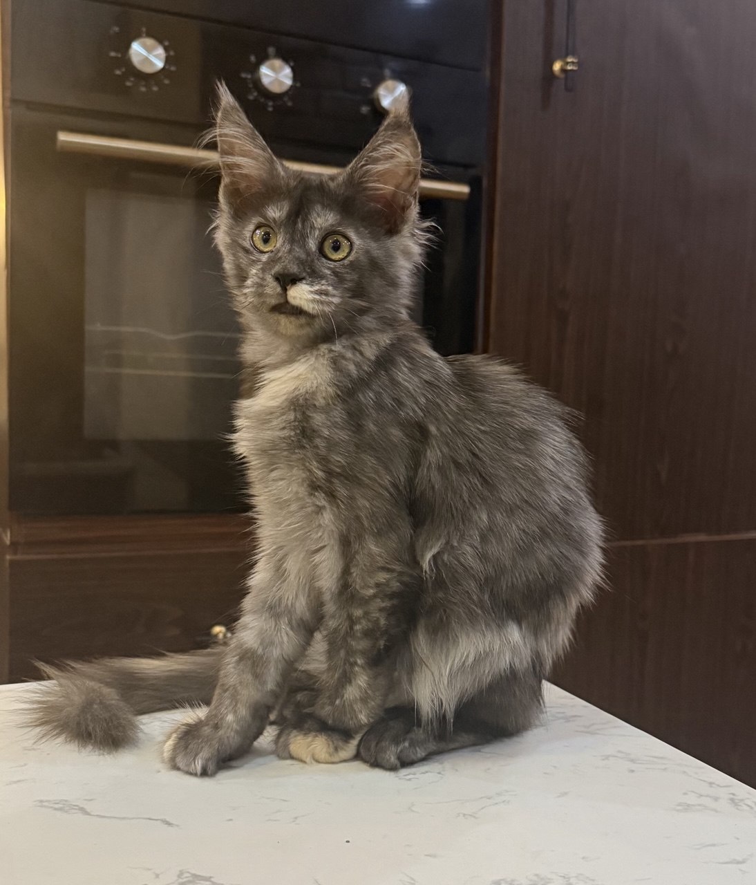 Shark, male blue smoke Maine Coon kitten